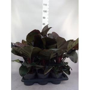 Philodendron   ...