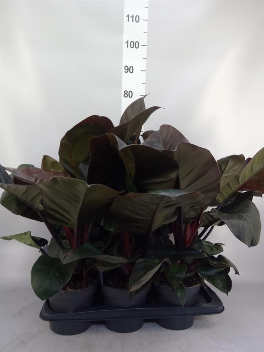 <h4>Philodendron   ...</h4>