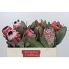 Protea Barbigera