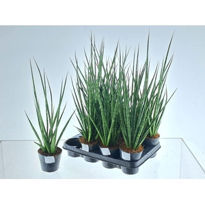 SANSEV CYLINDRICA OV