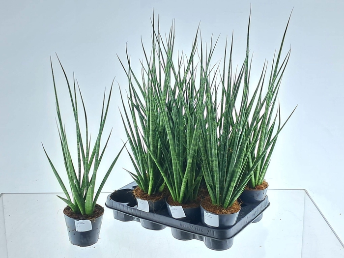 <h4>SANSEV CYLINDRICA OV</h4>