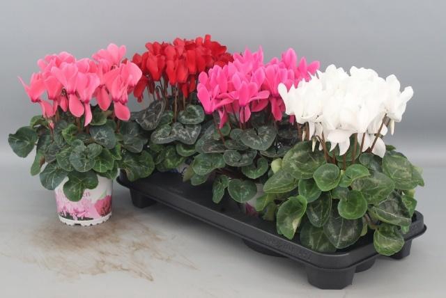 <h4>CYCL GR SUP XL</h4>