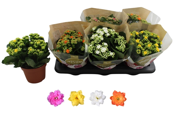 <h4>KAL GE RO GEM 4 KL</h4>