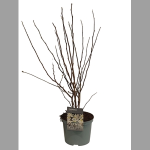 Magn Stellata Ov White