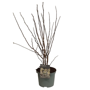 arr8 Magn Stellata Ov White