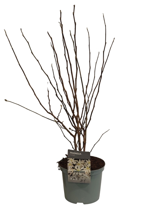 <h4>arr8 Magn Stellata Ov White</h4>