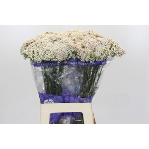 Ozothamnus Cooks Snow White