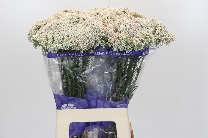 Ozothamnus Cooks Snow White