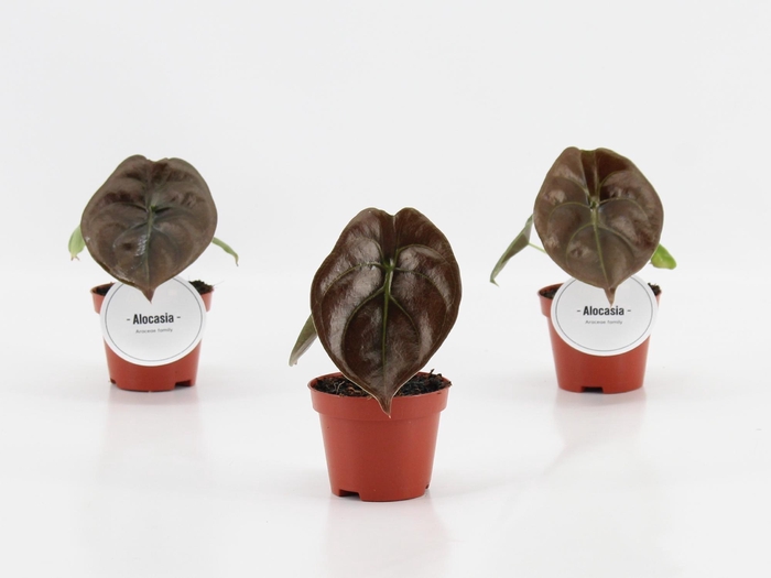 <h4>Alocasia Red Secret</h4>