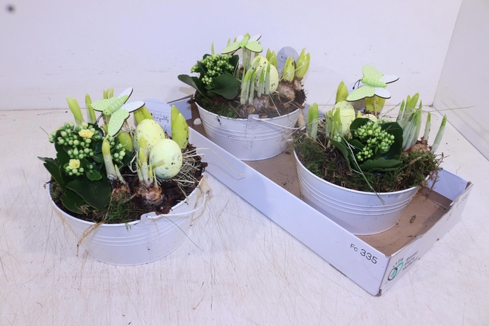 <h4>ARR PL IN SCHAAL</h4>