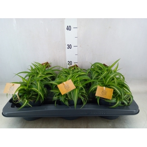 Chlorophytum com. 'Bonnie'