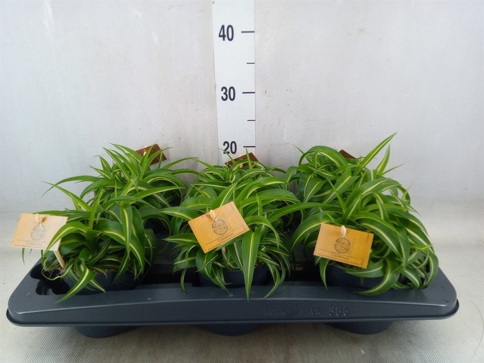 <h4>Chlorophytum com. 'Bonnie'</h4>