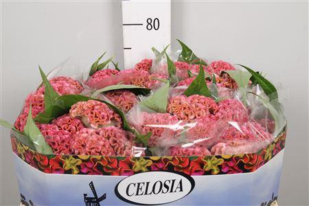 <h4>Cel C Act Ziva</h4>