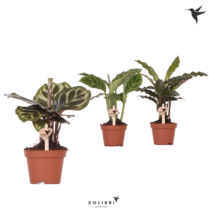 <h4>Calathea Gemengd</h4>