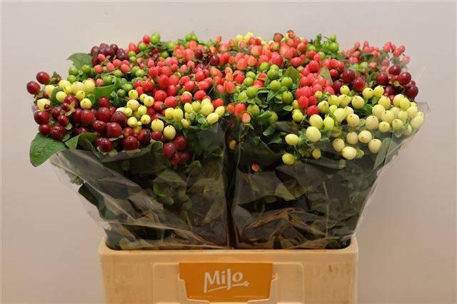 <h4>HYP MAG GEM</h4>