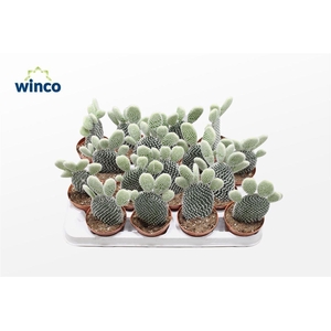 Opuntia Microdasys Albispina