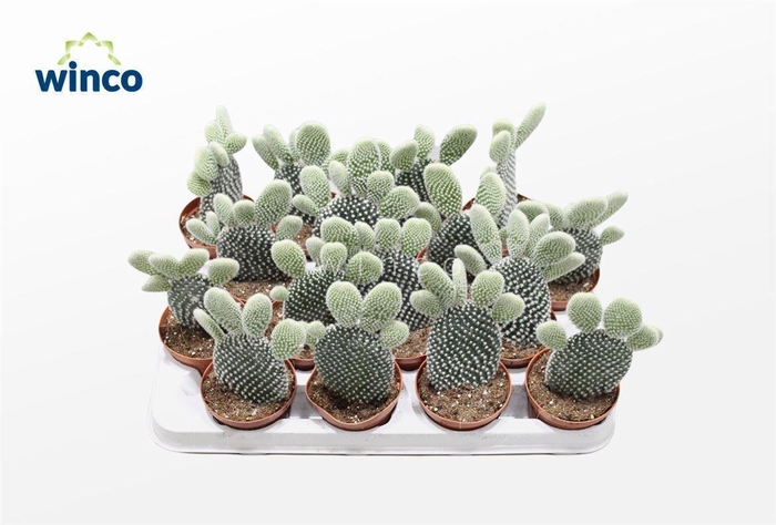 <h4>Opuntia Microdasys Albispina</h4>