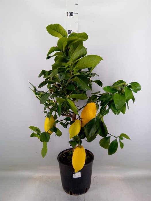 <h4>Citrus   ...</h4>