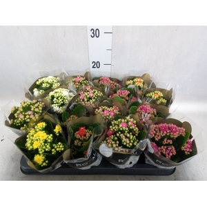 Kalanchoe blos. 'RoyalDon'   ..mix