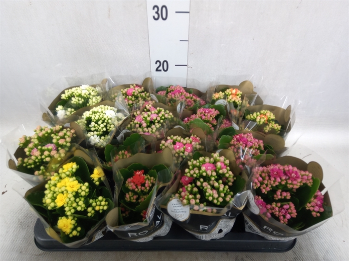 <h4>Kalanchoe blos. 'RoyalDon'   ..mix</h4>