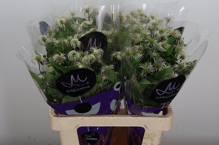 <h4>Clem Amazing Kibo</h4>