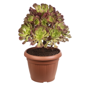 Aeonium Arboreum Atropurpureum