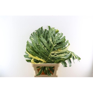 Monstera Variegata Xl