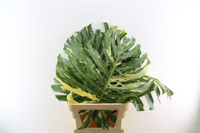 <h4>Monstera Variegata Xl</h4>