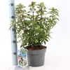 Viburnum tinus 'Eve Price' P19 (3ltr)