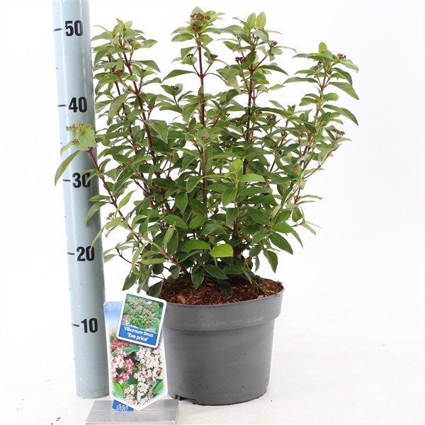 Viburnum tinus 'Eve Price' P19 (3ltr)
