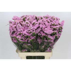Limonium Sinuatum Pink Rosa