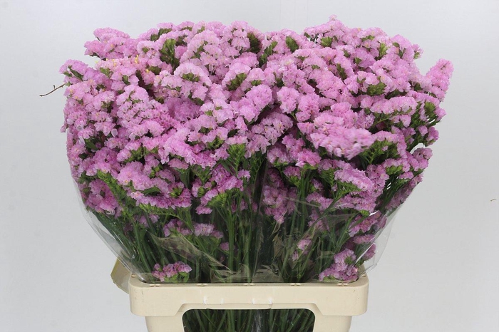 <h4>Limonium Sinuatum Pink Rosa</h4>