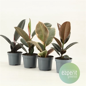 Ficus elastica Mix 3-4 srt