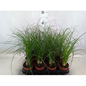 Nolina recurvata   ...