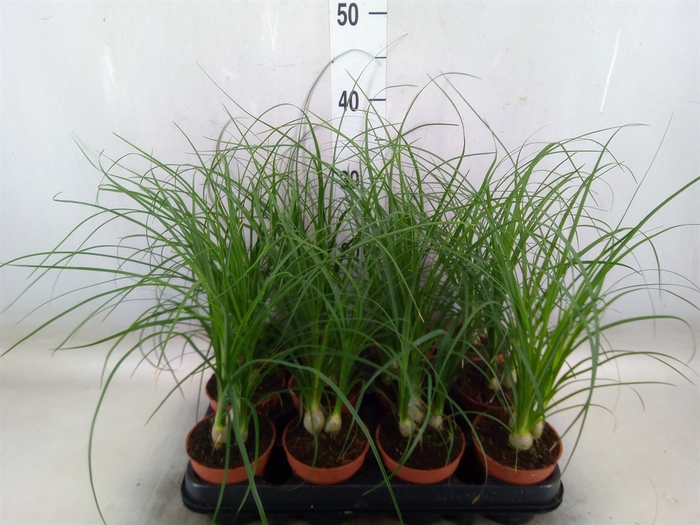 <h4>Nolina recurvata   ...</h4>
