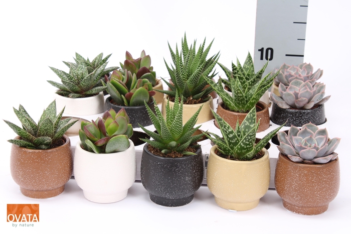 <h4>SUCC GEM 5 SRT</h4>