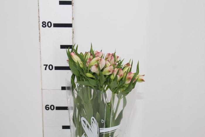 <h4>ALSTROEMERIA PAPILLON 080 CM ROSA</h4>