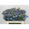 Nigella damascena Artistic Blue