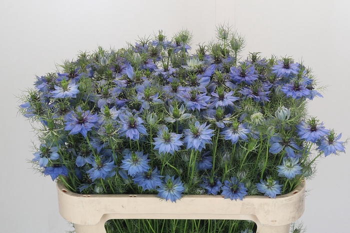 Nigella damascena Artistic Blue