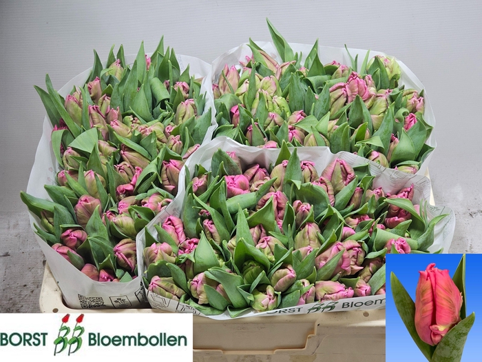 <h4>TU PA MARVEL PARROT</h4>