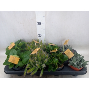Planten  ..mix