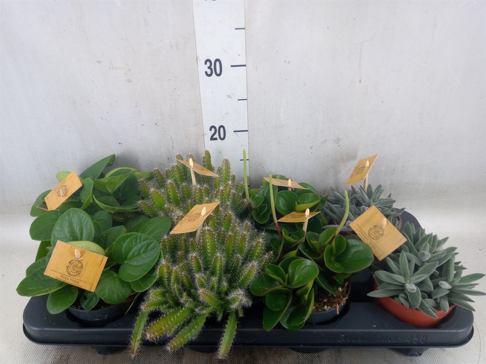<h4>Planten  ..mix</h4>