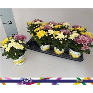 CHRYS GARDEN MUMS GM