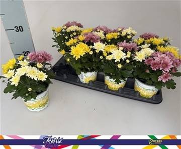 <h4>CHRYS GARDEN MUMS GM</h4>