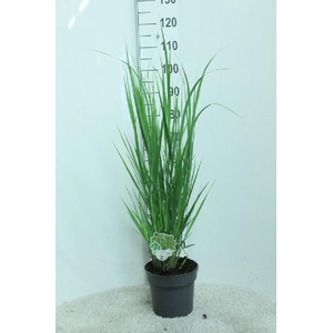 Panicum Virgatum Northwind