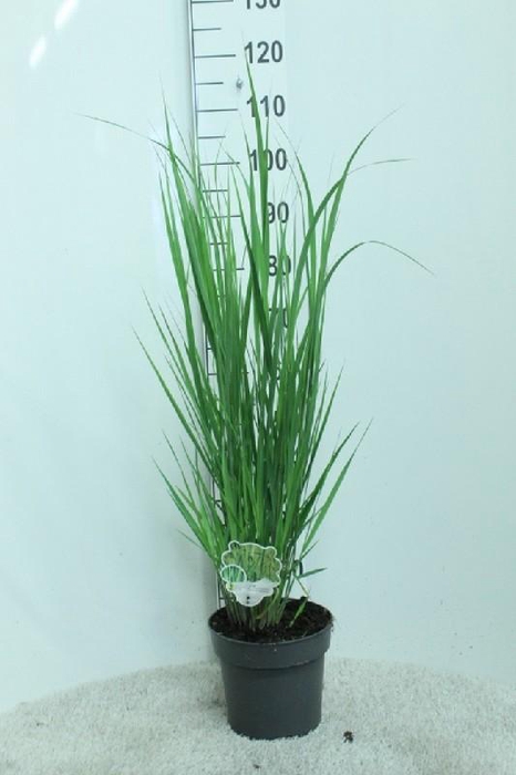 <h4>Panicum Virgatum Northwind</h4>