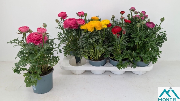 <h4>RANUN SPRINK GEM</h4>