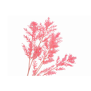 Ruscus Preserved Pink
