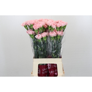 Dianthus St Jodie