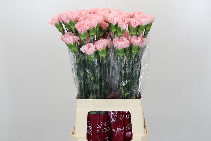 <h4>Dianthus St Jodie</h4>